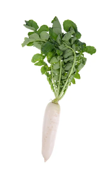 Daikon Radieschen isoliert auf weißem Hintergrund — Stockfoto