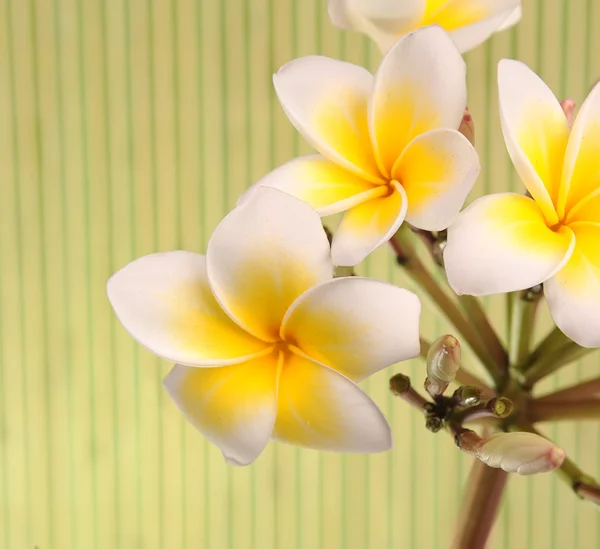 Plumeria flores aisladas en blanco —  Fotos de Stock