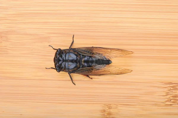Cicada elszigetelt fehér háttér — Stock Fotó