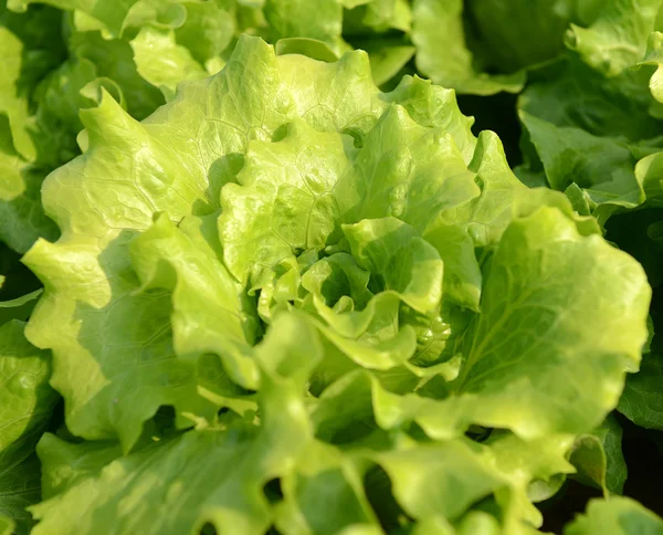 Lettuce plant in field — Stock Photo, Image