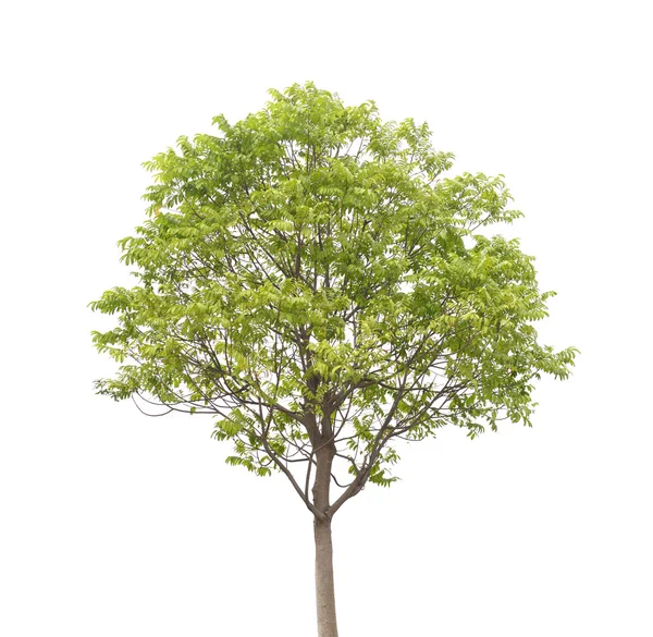 Plant tree — Stock Photo, Image