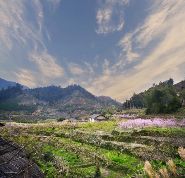 Paisagem rural, flor de pêssego na área moutainous no distrito de shaoguan, província de guangdong, China , — Fotografia de Stock