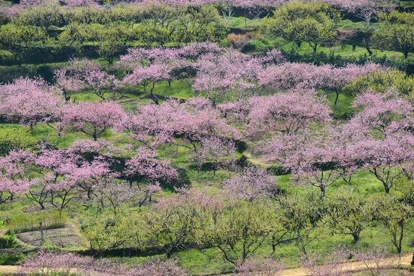 peach blossom bloom in an orchard