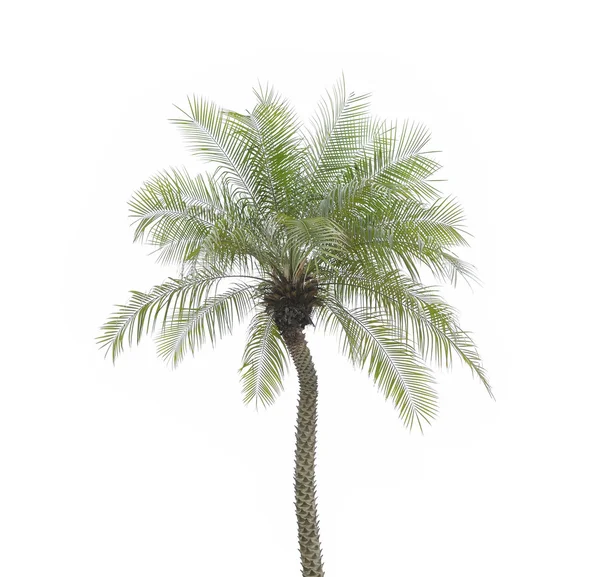 Palmera verde —  Fotos de Stock