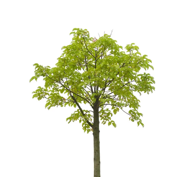 Tree isolated on white background — Stock Photo, Image