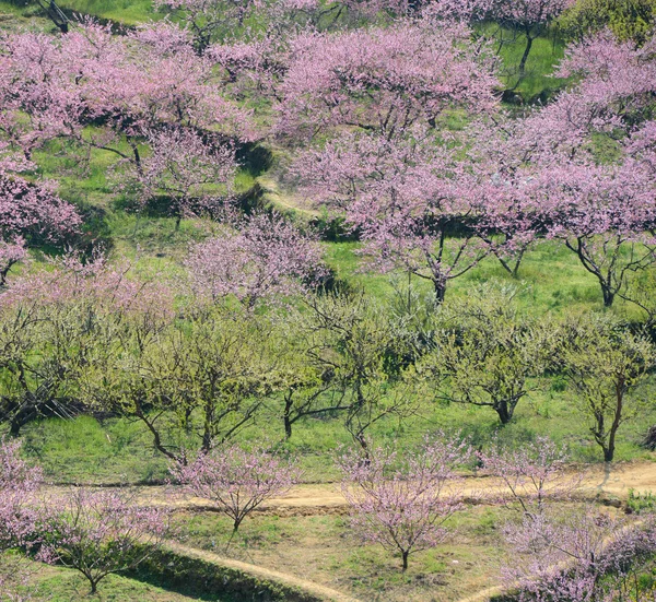 Persikoblom blommar i en fruktträdgård — Stockfoto