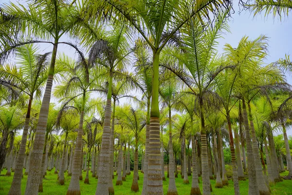 Landscape of palm tree — Stock Photo, Image