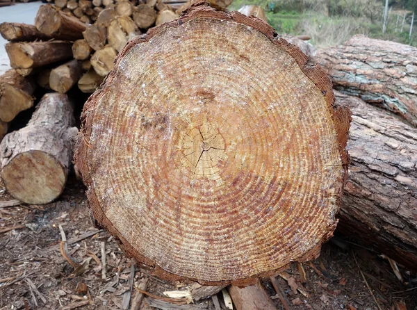 Куча древесины — стоковое фото