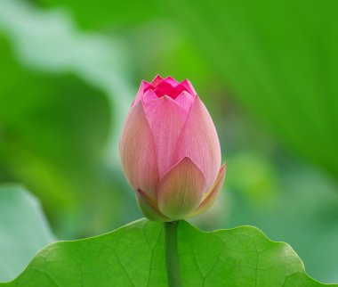 çiçek açan lotus çiçeği