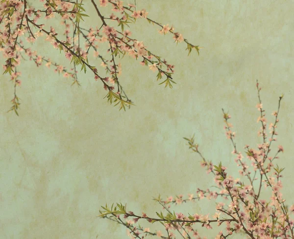 Plum blossom on old antique vintage paper — Stock Photo, Image