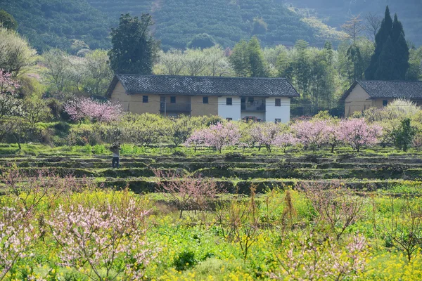 農村景観、桃が咲く山間地区 — ストック写真
