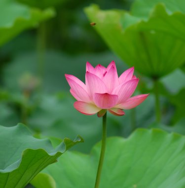 çiçek açan lotus çiçeği