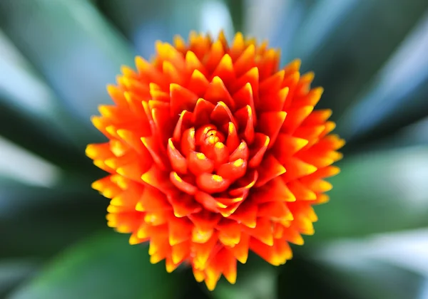 Bromeliad plant in flowerpot — Stock Photo, Image