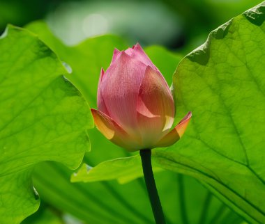 çiçek açan lotus çiçeği