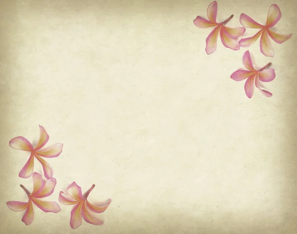 오래 된 그런 지 골동품 p frangipani 또는 plumeria 열 대 꽃 — 스톡 사진