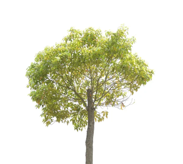 Ağaç bitki — Stok fotoğraf