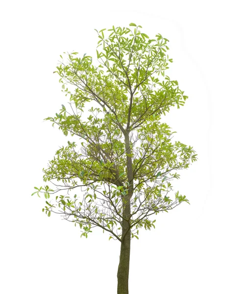 Plant tree — Stock Photo, Image