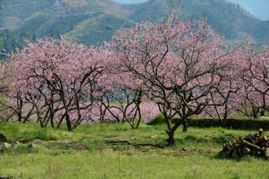 Bir meyve bahçesinde çiçek açan şeftali çiçeği.