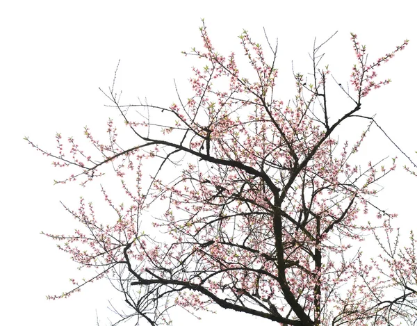 Flor de melocotón florecen en un huerto — Foto de Stock