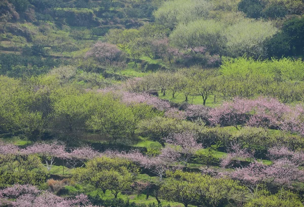 Persikoblom blommar i en fruktträdgård — Stockfoto