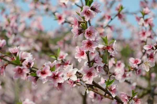 果樹園に桃の花が咲く — ストック写真