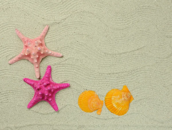 Seastars sitting on beach — Stock Photo, Image