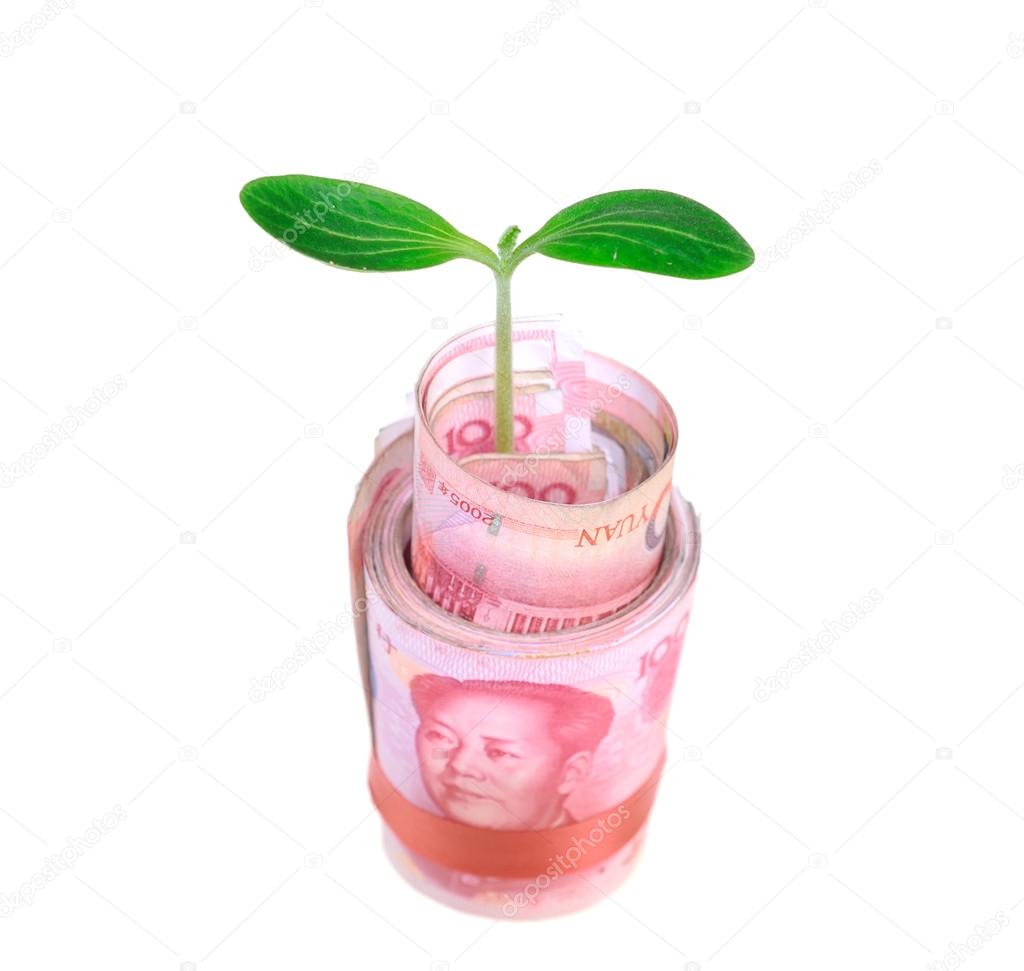 Green plant leaf growing on money, money of china