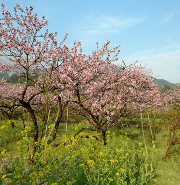pembe çiçekleri