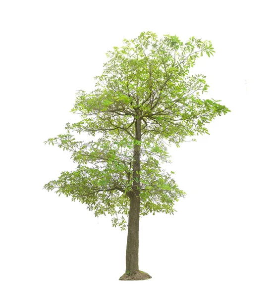 Tree isolated on white background — Stock Photo, Image