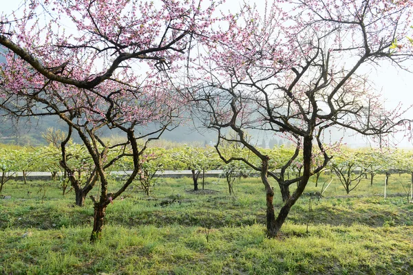 ピンク色の花 — ストック写真