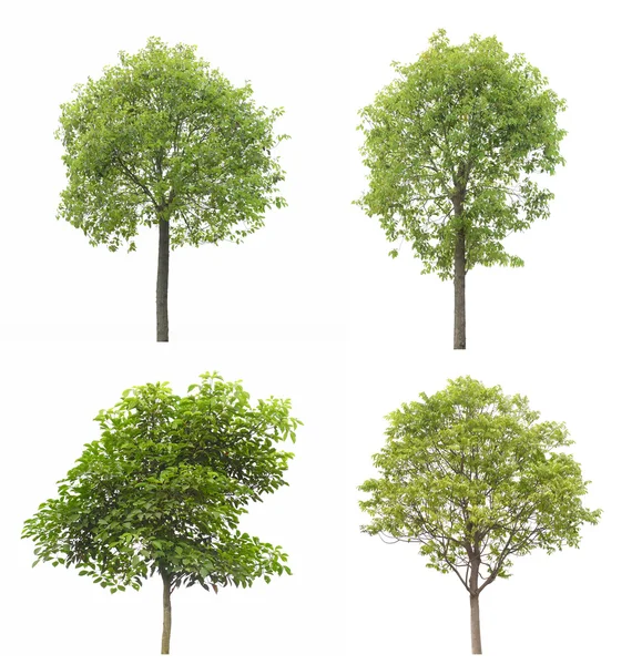 Tree isolated on white background — Stock Photo, Image