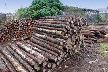 ahşap kazık ahşap fabrikasında günlüğe kaydeder.