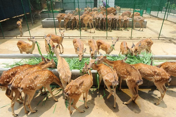 Deer in the zoo — Stock Photo, Image