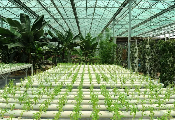 Hydroponic farm — Stock Photo, Image