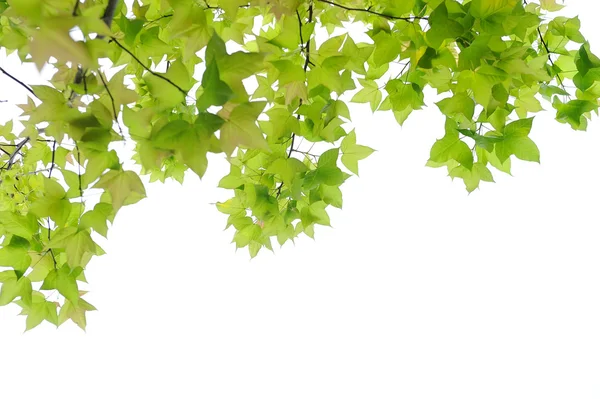 Green leaves — Stock Photo, Image