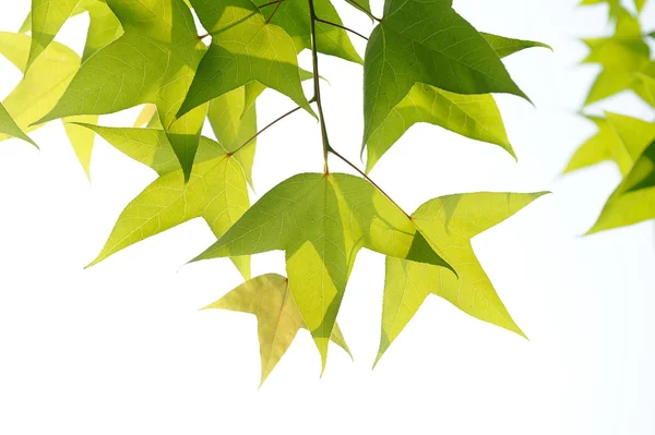 Green leaves — Stock Photo, Image