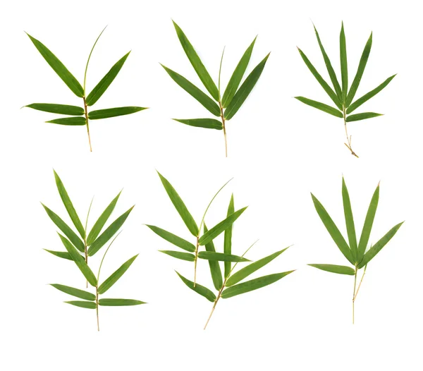 Bamboo leaves — Stock Photo, Image