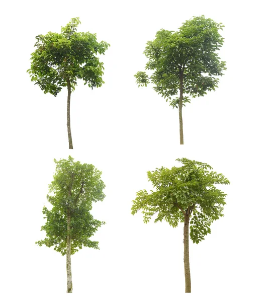 Plant tree — Stock Photo, Image