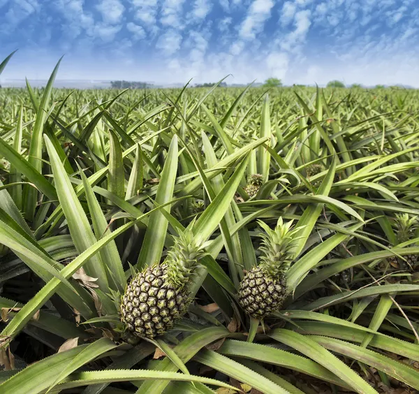 Pineapple fruit on the bush — Stock Photo, Image