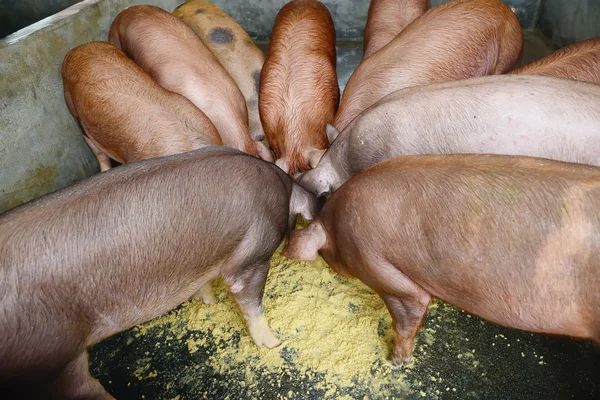 Lechones en la granja — Foto de Stock