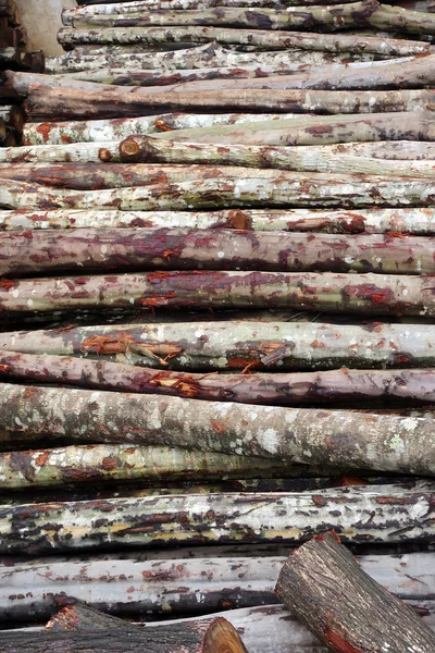 Pile de billes de bois dans une plante en bois — Photo