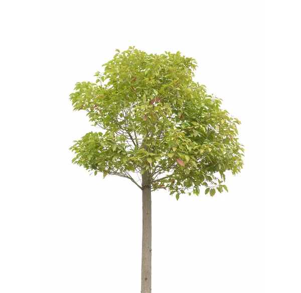 Plant tree — Stock Photo, Image