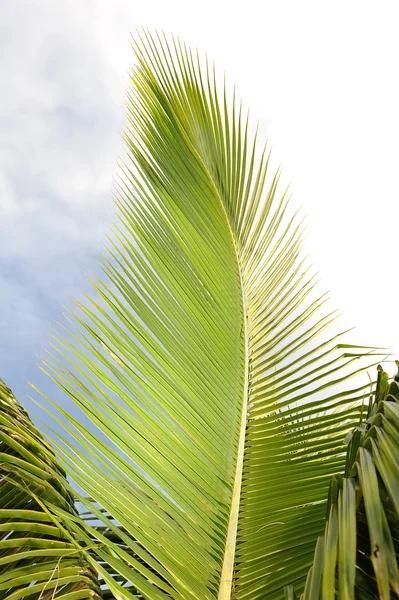 Palmeira isolada sobre fundo branco — Fotografia de Stock