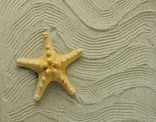 Морские звезды и раковины с рамкой на пляже, воспоминания о отдыхе — стоковое фото