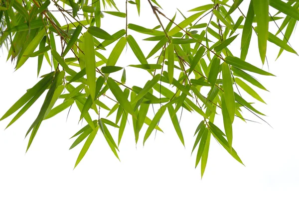 Feuilles de bambou isolées sur fond blanc — Photo