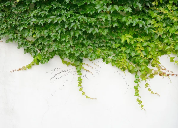 Feuilles de lierre isolées sur un fond blanc — Photo