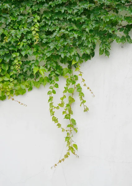 Sarmaşık yaprakları beyaz arkaplanda izole edilmiş — Stok fotoğraf