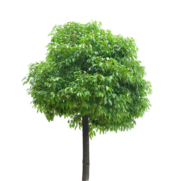 Plant tree — Stock Photo, Image