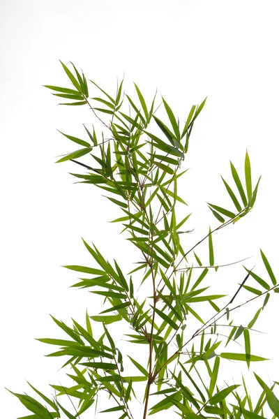Bambusz levelek elszigetelt fehér háttér — Stock Fotó