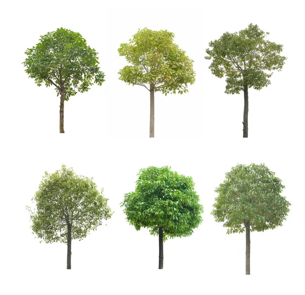 Árvore de plantas — Fotografia de Stock